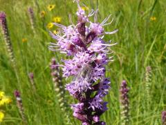 (Prairie Blazing Star)