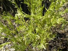 (Fringed Puccoon)