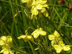 (Fringed Loosestrife)