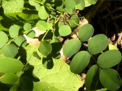 (Black Locust)