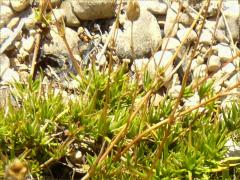 (Stiff Sandwort)