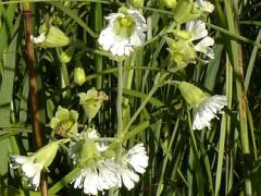 (Starry Campion)