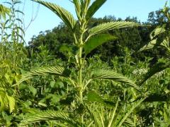 (Slender Stinging Nettle)