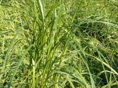 (Hairyfruit Sedge)