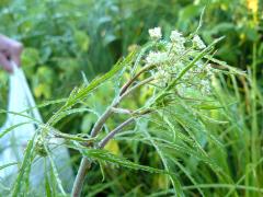 (Bulb Bearing Water Hemlock)