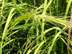 (Canada Wild Rye)