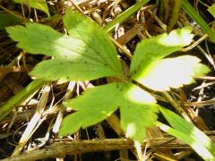 (Tall Anemone)