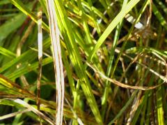 (Common Tussock Sedge)