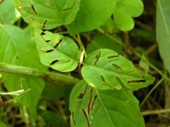 (Broadleaf Enchanter's Nightshade)