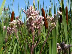 (Spotted Joe Pye Weed)