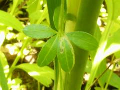 (Rough Bedstraw)