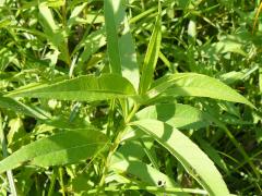 (Sawtooth Sunflower)