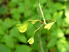 (Pointed-leaved Tick-trefoil) fruit