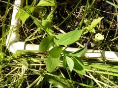 (St. John's Wort)