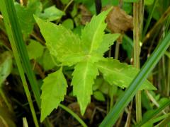 (Common Water Horehound)