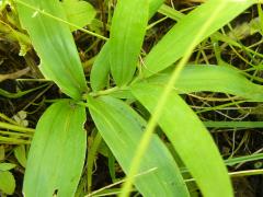 (Starry Solomon's Seal)