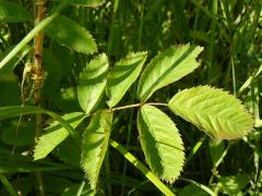 (Early Wild Rose)