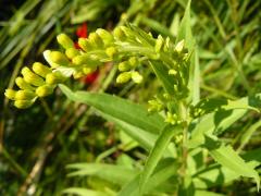 (Early Goldenrod)