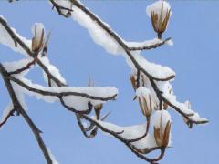 (Tulip Tree) fruit