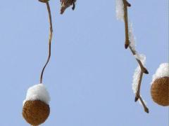 (American Sycamore) fruit