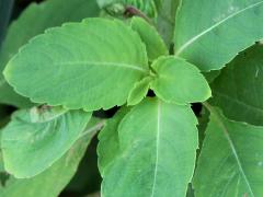 (Orange Jewelweed)