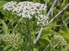 (Yarrow)