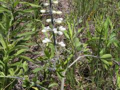 (White Wild Indigo)