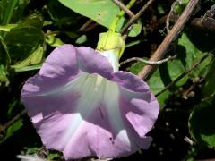 (Hedge Bindweed)