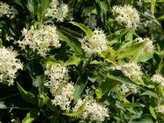 (Gray Dogwood) flowers