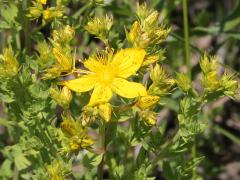 (St. John's Wort)