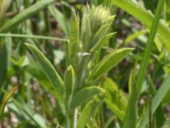 (Round-Headed Bush Clover)