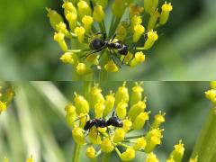 Silky Field Ant on Wild Parsnip