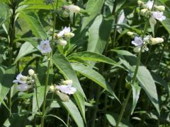 (Foxglove Beard Tongue)