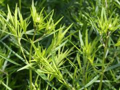 (Slender Mountain Mint)