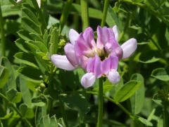 (Crown Vetch)