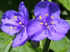 (Common Spiderwort)