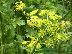 (Wild Parsnip)