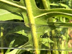 (Compass Plant) stalk