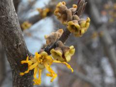 (Witch-hazel) flower