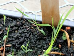 (Big Bluestem) seedling