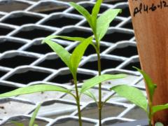 (Tall Coreopsis) seedling