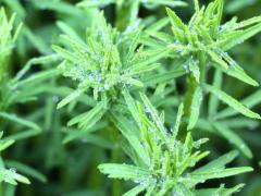 (Purple Prairie Clover)