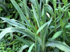 (Rattlesnake Master)