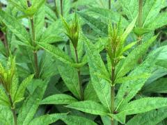 (Purple Joe Pye Weed)