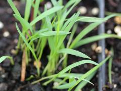 (Switch Grass) seedling