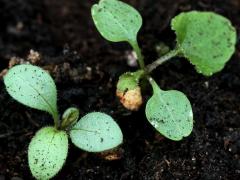 (Wild Quinine) seedling