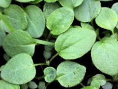 (Black-eyed Susan) seedling