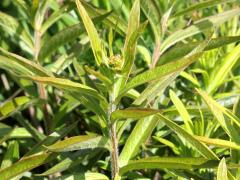 (Butterfly Milkweed)