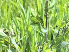 (White Wild Indigo)