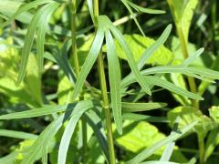 (Prairie Coreopsis)